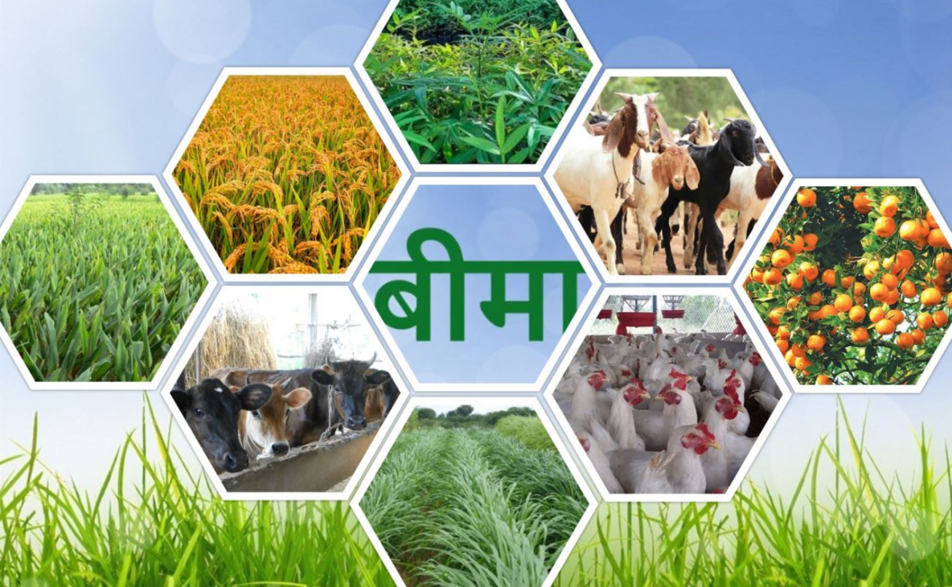 बाली बीमाप्रति छैन किसानको आकर्षण 